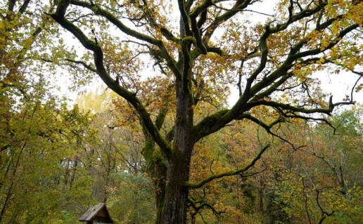 1. Tamožinės miško ąžuolas.jpg